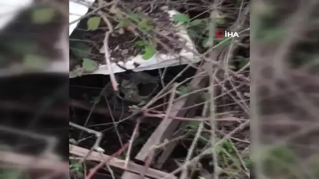 Boşaltılan domuz çiftliğinde insan kafatası bulundu Boşaltılan domuz çiftliğinde insan kafatası bulundu