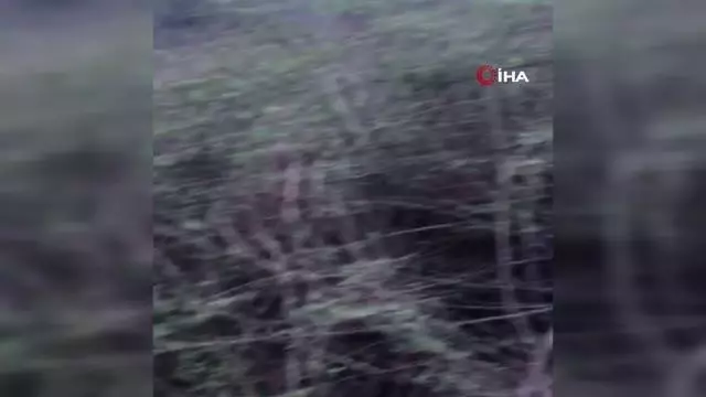 Boşaltılan domuz çiftliğinde insan kafatası bulundu Boşaltılan domuz çiftliğinde insan kafatası bulundu
