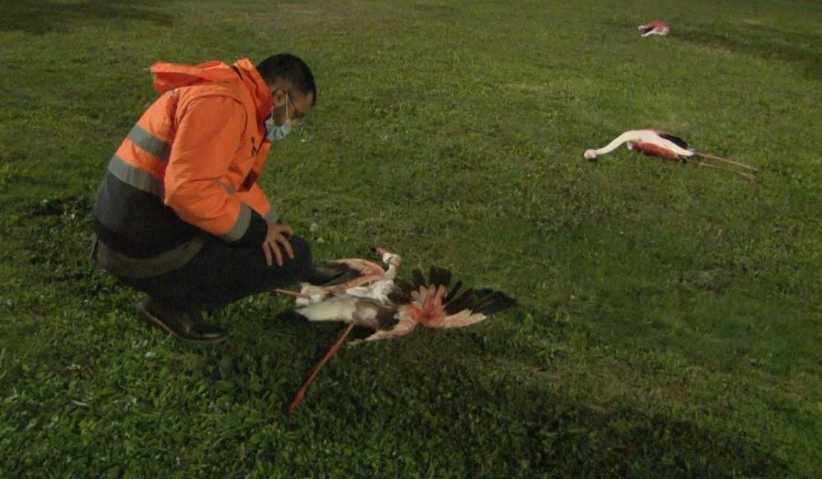 İzmir'de 9 flamingonun şüpheli ölümü! Sebebi zehirlenme değil