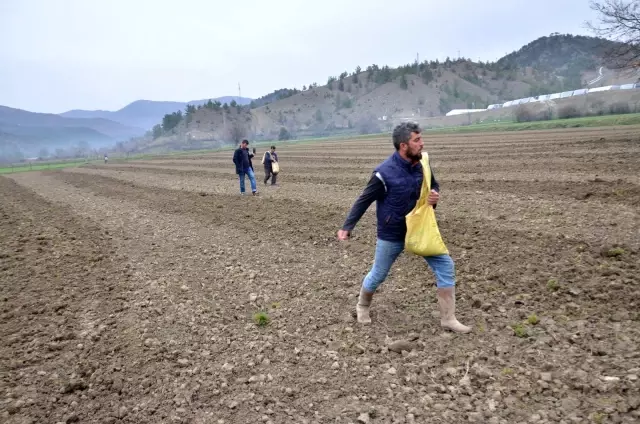 Kastamonu'da kenevir ekimi başladı Kastamonu'da kenevir ekimi başladı