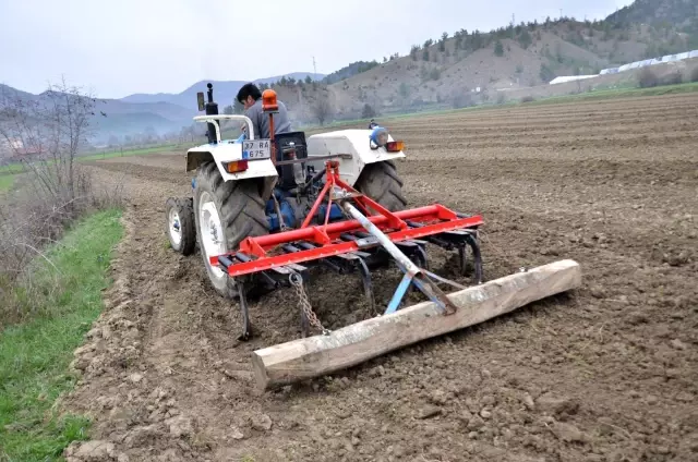 Kastamonu'da kenevir ekimi başladı Kastamonu'da kenevir ekimi başladı