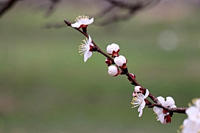 Kayısı üreticinin 'don' endişesi