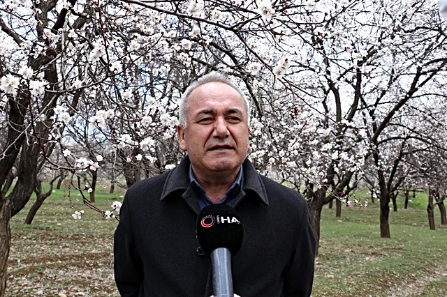 Kayısı üreticinin 'don' endişesi
