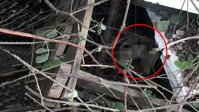 Koyun otlatan çoban, boşaltılan domuz çiftliğinde insana ait kafatası buldu Koyun otlatan çoban, boşaltılan domuz çiftliğinde insana ait kafatası buldu
