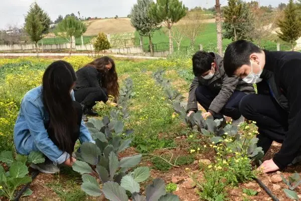 ADANA Lise öğrencileri okul bahçesinde sebze-meyve yetiştiriyor ADANA Lise öğrencileri okul bahçesinde sebze-meyve yetiştiriyor