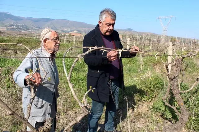 Manisa'da üzüm bağlarını önce kar sonra don vurdu Manisa'da üzüm bağlarını önce kar sonra don vurdu