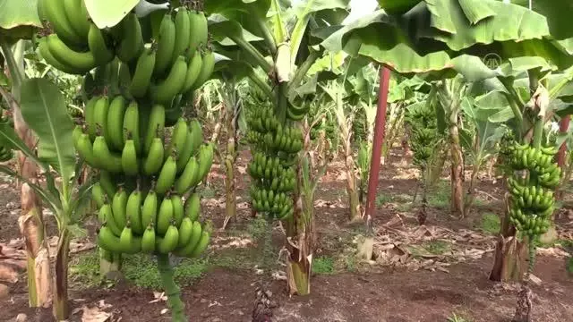 Yeni sezon muz hasadı başladı