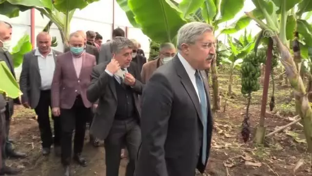Yeni sezon muz hasadı başladı