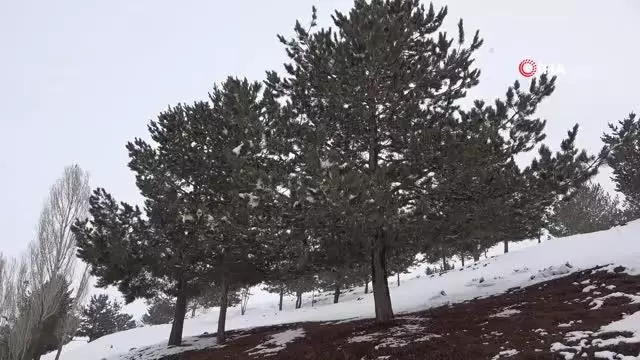 Ağrı'da ağaçların oluşturduğu kar manzarası göz kamaştırdı Ağrı'da ağaçların oluşturduğu kar manzarası göz kamaştırdı