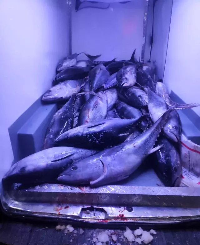 Beylikdüzü'nde avlanması özel izne tabi olan 2,5 ton orkinos balığına ele konuldu