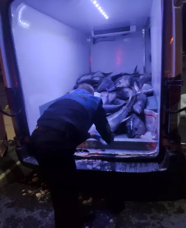 Beylikdüzü'nde avlanması özel izne tabi olan 2,5 ton orkinos balığına ele konuldu