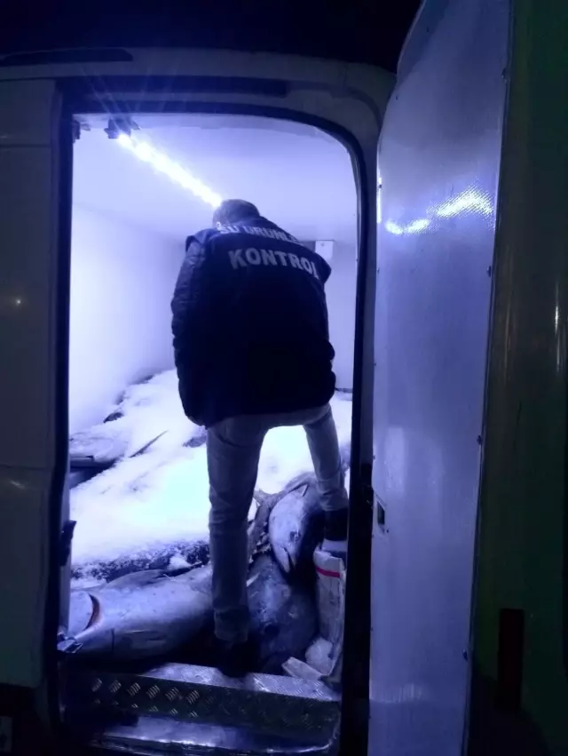 Beylikdüzü'nde avlanması özel izne tabi olan 2,5 ton orkinos balığına ele konuldu
