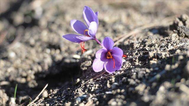 Her derde deva safran, 40 bin liralık kilo fiyatıyla dünyanın en pahalı bitkisi unvanını taşıyor