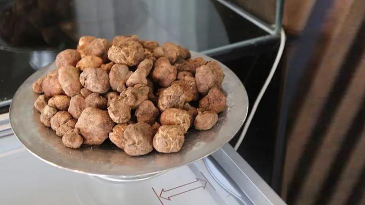 Şanlıurfa'da yalnızca ilkbaharda yetişen ve kebabı yapılan Keme mantarının kilosu 150 liradan satılıyor