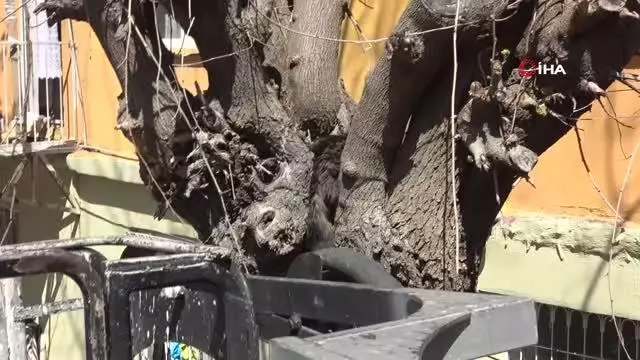 Ağaçta iki gündür aç ve susuz kalan kedi kurtarıldı