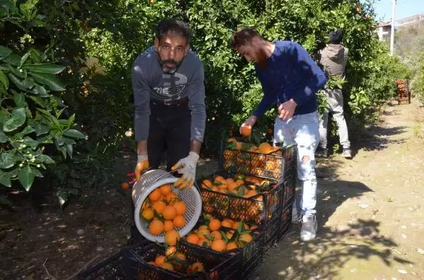 Antalya'nın Serik ilçesinde Valensiya portakalının hasadına başlandı