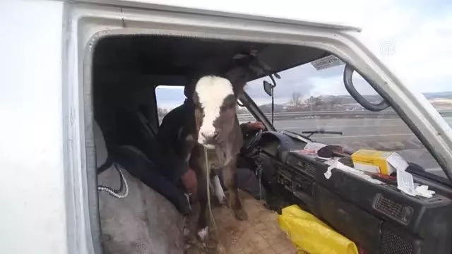 Buzağının minibüsle yolculuğu gülümsetti Buzağının minibüsle yolculuğu gülümsetti