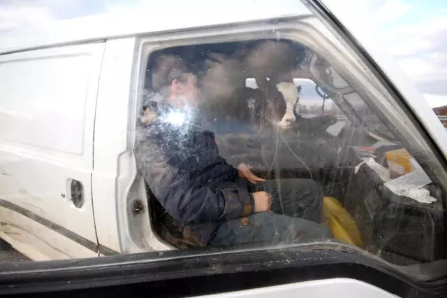 Buzağını minibüsünün ön koltuğunda taşıdı Buzağını minibüsünün ön koltuğunda taşıdı