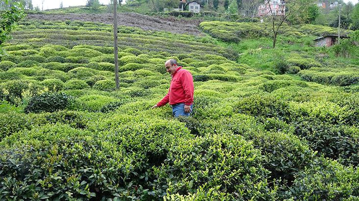 Çay hasadı için Karadeniz'e gelecek 100 bin kişiye test ve karantina önerisi