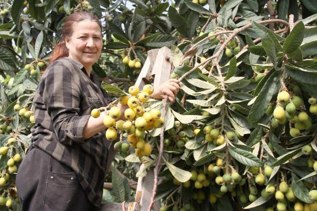 Yeni dünya hasadı başladı, üretici fiyattan dolayı bayram ediyor: Kilosu 30 lira