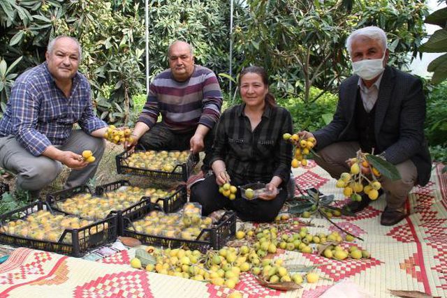 Yeni dünya hasadı başladı, üretici fiyattan dolayı bayram ediyor: Kilosu 30 lira