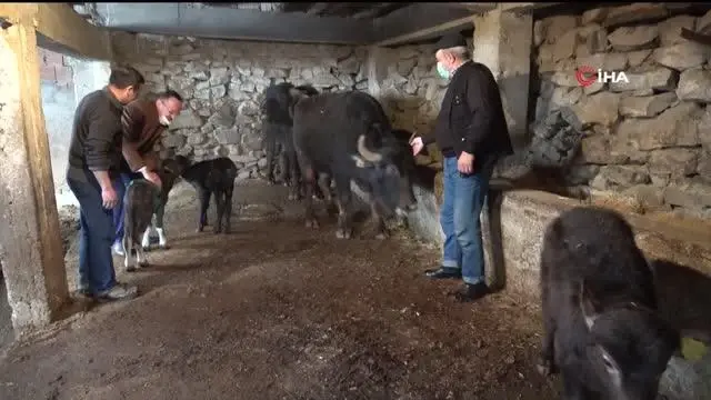 Giresun'da manda yetiştiriciliği yüz güldürüyor