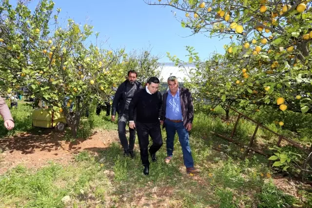 Hakan Tütüncü, sacın başına oturup gözleme pişirdi Hakan Tütüncü, sacın başına oturup gözleme pişirdi