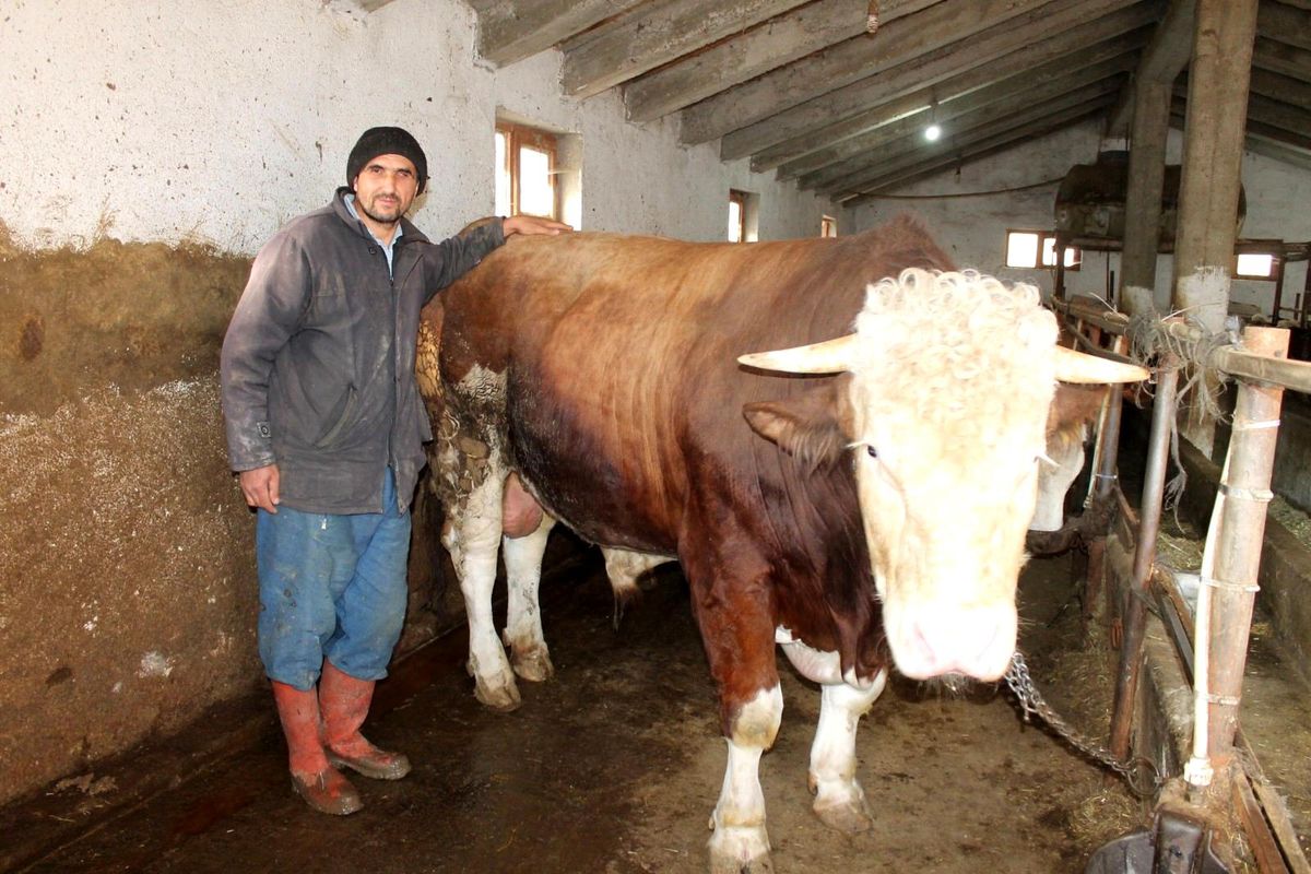 Hibe desteğiyle aldığı yem makinesiyle besledi! 1,5 tonluk boğayı araba fiyatına satıyor