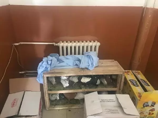 İran sınırında 90 güvercin ve 7 bin 632 kaçak sigara ele geçirildi