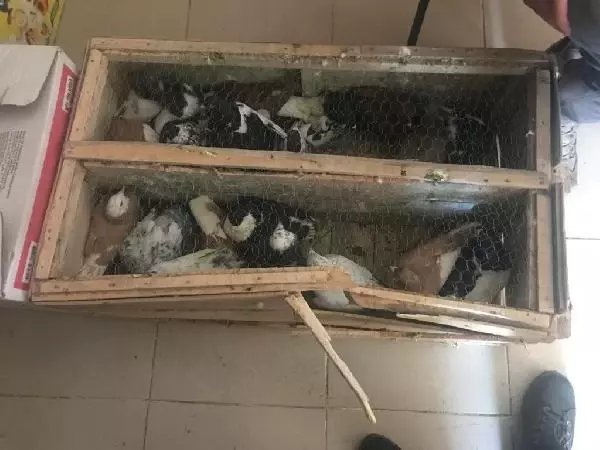 İran sınırında 90 güvercin ve 7 bin 632 kaçak sigara ele geçirildi