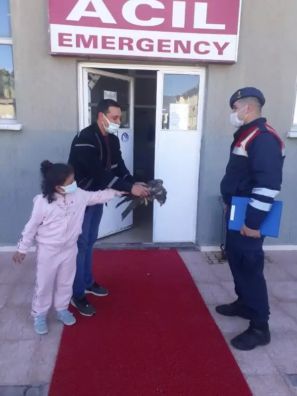 Son dakika haberi... Jandarmanın yaralı bulduğu yavru kartala tedavi Son dakika haberi... Jandarmanın yaralı bulduğu yavru kartala tedavi
