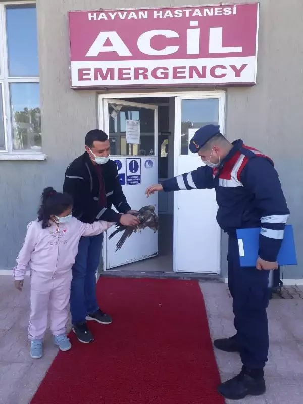 Son dakika haberi... Jandarmanın yaralı bulduğu yavru kartala tedavi Son dakika haberi... Jandarmanın yaralı bulduğu yavru kartala tedavi
