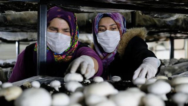 Gelin-kaynana, tarımın yapılamadığı Orta Toroslar'da mantar üretiyor
