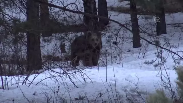Kış uykusundan uyanan bozayılar yiyecek arayışına girdi Kış uykusundan uyanan bozayılar yiyecek arayışına girdi