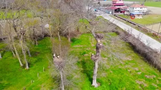 - Leyleklerin eşleri geldi, yuvalar şenlendi - Leyleklerin eşleri geldi, yuvalar şenlendi