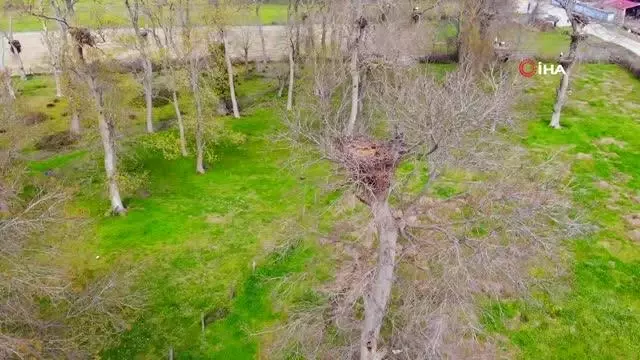 - Leyleklerin eşleri geldi, yuvalar şenlendi - Leyleklerin eşleri geldi, yuvalar şenlendi