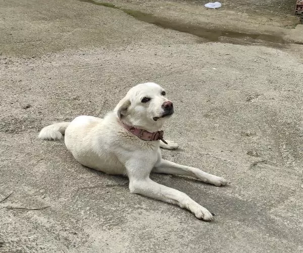 ORDU Sahibi tedavi gören �Pamuk� köpek, 14 gün hastane kapısında