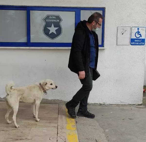 ORDU Sahibi tedavi gören �Pamuk� köpek, 14 gün hastane kapısında