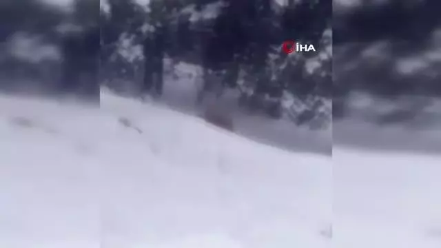 Sarıkamış'ta ayılar kış uykusundan uyandı Sarıkamış'ta ayılar kış uykusundan uyandı