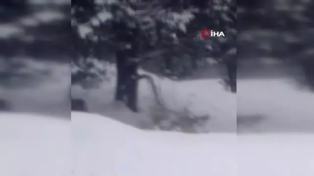 Sarıkamış'ta ayılar kış uykusundan uyandı Sarıkamış'ta ayılar kış uykusundan uyandı