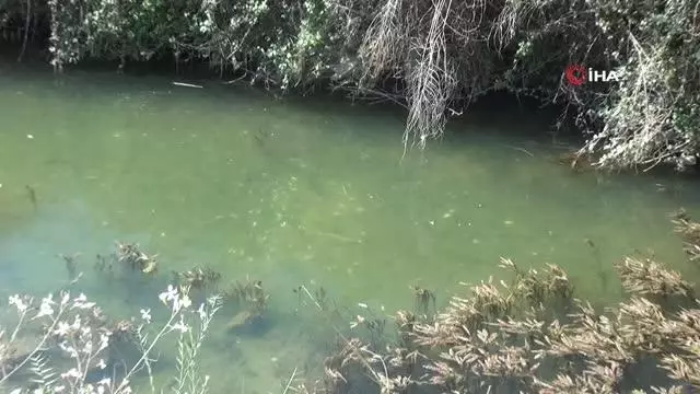 Su kanalına yapılan temiz su takviyesi de balık ölümlerini durduramadı Su kanalına yapılan temiz su takviyesi de balık ölümlerini durduramadı