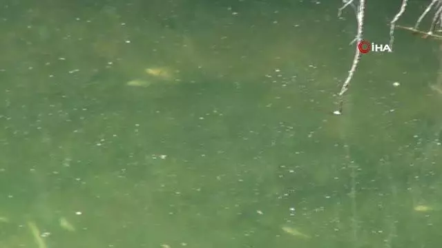 Su kanalına yapılan temiz su takviyesi de balık ölümlerini durduramadı Su kanalına yapılan temiz su takviyesi de balık ölümlerini durduramadı