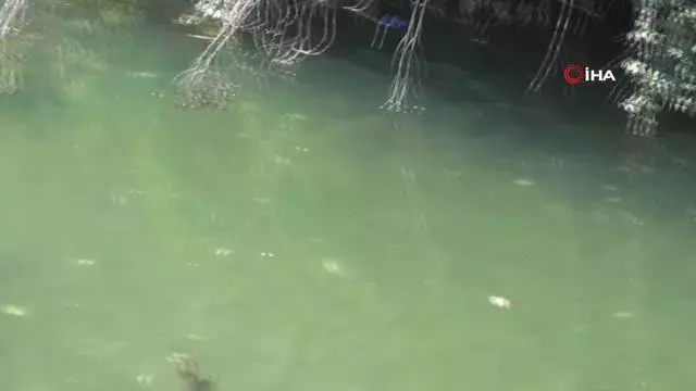 Su kanalına yapılan temiz su takviyesi de balık ölümlerini durduramadı Su kanalına yapılan temiz su takviyesi de balık ölümlerini durduramadı