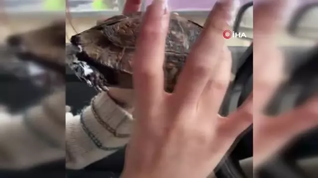 Yangında ayakları yanan kaplumbağa yeniden hayata tutundu Yangında ayakları yanan kaplumbağa yeniden hayata tutundu