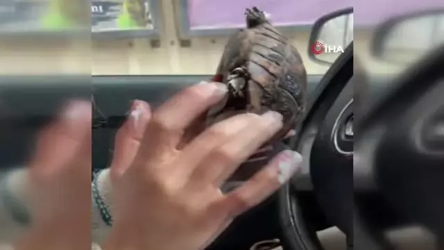 Yangında ayakları yanan kaplumbağa yeniden hayata tutundu Yangında ayakları yanan kaplumbağa yeniden hayata tutundu