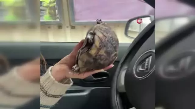 Yangında ayakları yanan kaplumbağa yeniden hayata tutundu Yangında ayakları yanan kaplumbağa yeniden hayata tutundu