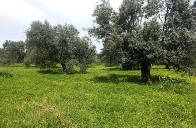 Devletten fahiş zeytinyağı fiyatına fren! Sadece kutulu ve ambalajlı ürünler ihraç edilecek Devletten fahiş zeytinyağı fiyatına fren! Sadece kutulu ve ambalajlı ürünler ihraç edilecek