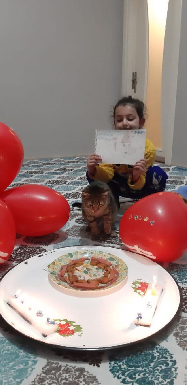 kedileri pisano nun dogum gununu kutladilar 14031145 o