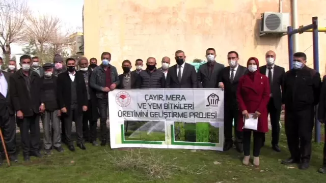 Siirtli çiftçilere yonca ve fiğ tohumu dağıtıldı Siirtli çiftçilere yonca ve fiğ tohumu dağıtıldı