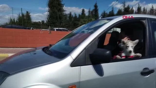 ANTALYA Kucağında köpeğiyle otomobil kullandı